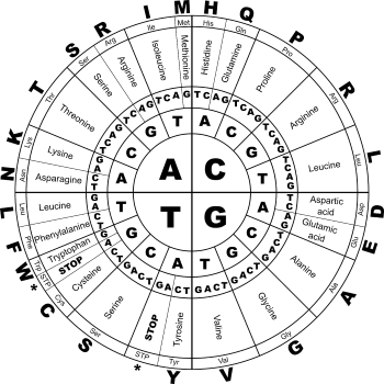 DNA aminozuren code