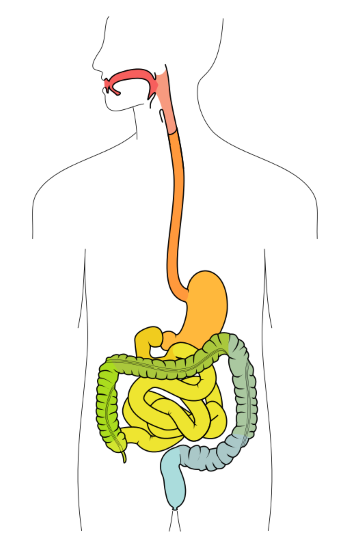 Ziekte van Crohn - medicijnen24.nl