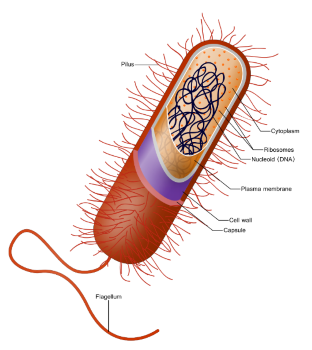 E. Coli bacterie illustratie