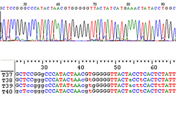 Genetica haplotype