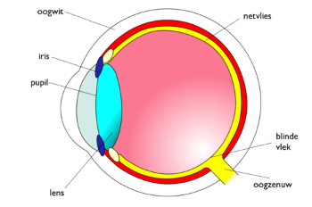 het oog - medicijnen24.nl