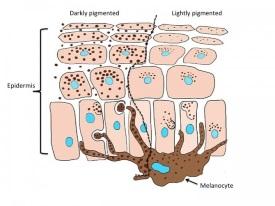 Pigmentcellen