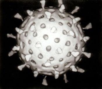 Het Rotavirus - medicijnen24.nl