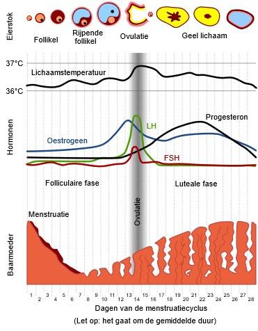 Schematische menstruatiecyclus