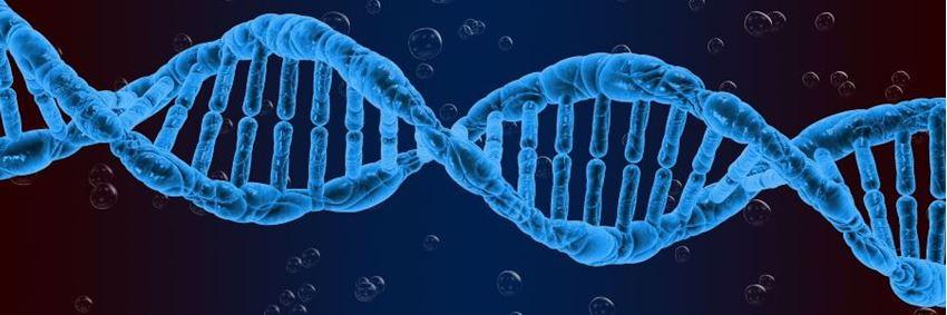 Wat is DNA en wat vertelt een DNA-test precies?