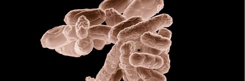 E. coli – blaasontsteking en antibiotica