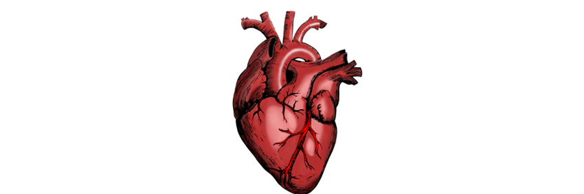 Myocarditis; een ontsteking van de hartspier