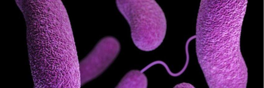 Mycoplasma Pneumoniae Bacterie