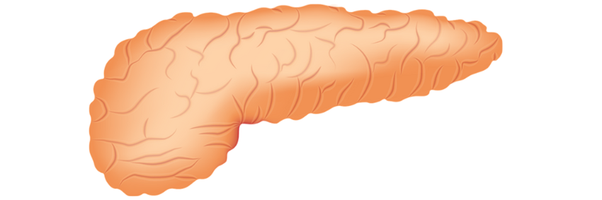 Een ontsteking van de alvleesklier – pancreatitis